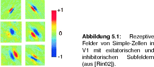 \begin{SCfigure}
% latex2html id marker 1559
[50][htbp]
\includegraphics[width=...
...chen und inhibitorischen Subfeldern (aus \cite{ringach2002}).}
\end{SCfigure}