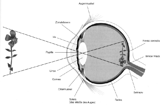 \includegraphics[width=12 cm]{grafiken/auge}