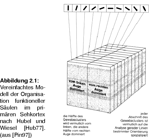 \begin{SCfigure}
% latex2html id marker 508
[20][htbp]
\includegraphics[width=7...
...nd Wiesel \cite{Hubel1977}. (aus \cite{Pinel_Biopsychologie})}
\end{SCfigure}